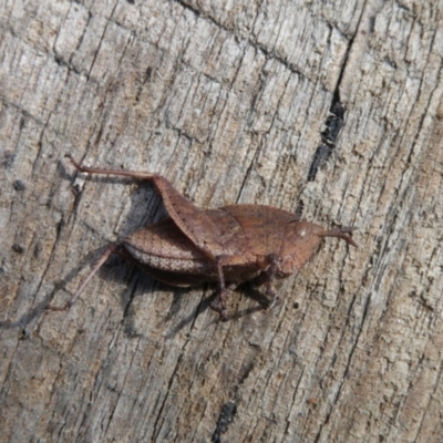 Unidentified Grasshopper, Cricket or Katydid (Orthoptera) at QPRC LGA - 18 Apr 2024 by arjay