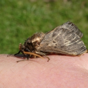 Oxycanus australis at QPRC LGA - suppressed