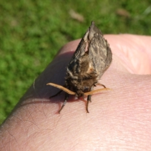 Oxycanus australis at QPRC LGA - suppressed