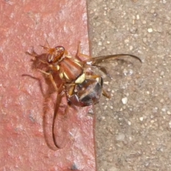 Bactrocera (Bactrocera) tryoni (Queensland fruit fly) at Charleys Forest, NSW - 18 Apr 2024 by arjay