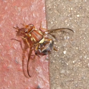 Bactrocera (Bactrocera) tryoni (Queensland fruit fly) at QPRC LGA by arjay