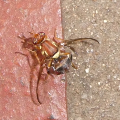 Bactrocera (Bactrocera) tryoni (Queensland fruit fly) at suppressed - 18 Apr 2024 by arjay