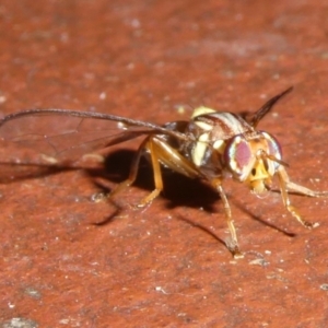 Bactrocera (Bactrocera) tryoni at QPRC LGA - 18 Apr 2024