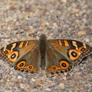 Junonia villida at Kambah, ACT - 25 Apr 2024