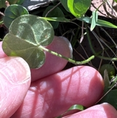 Dichondra repens (Kidney Weed) at Aranda, ACT - 26 Apr 2024 by lbradley