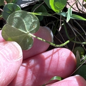 Dichondra repens at Aranda, ACT - 26 Apr 2024