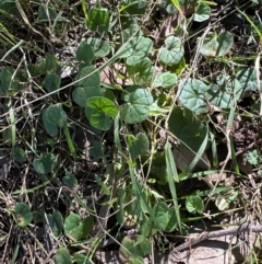 Dichondra repens at Aranda, ACT - 26 Apr 2024