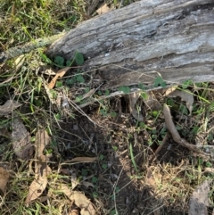 Dichondra repens at Aranda, ACT - 26 Apr 2024