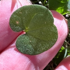 Dichondra repens at Aranda Bushland - 26 Apr 2024