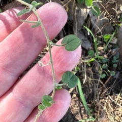 Dichondra repens at Aranda, ACT - 26 Apr 2024