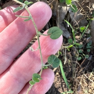 Dichondra repens at Aranda, ACT - 26 Apr 2024