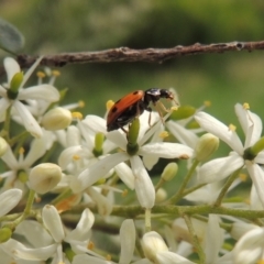 Hippodamia variegata (Spotted Amber Ladybird) at Conder, ACT - 11 Dec 2023 by michaelb