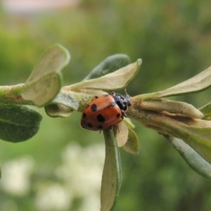 Hippodamia variegata at Pollinator-friendly garden Conder - 11 Dec 2023