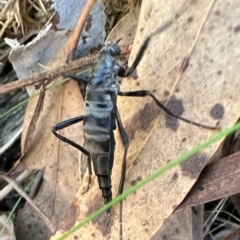 Boreoides subulatus (Wingless Soldier Fly) at Aranda Bushland - 26 Apr 2024 by lbradley