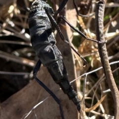 Boreoides subulatus at Aranda Bushland - 26 Apr 2024