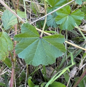Malva parviflora at suppressed by lbradley