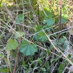 Malva neglecta at Aranda, ACT - 26 Apr 2024