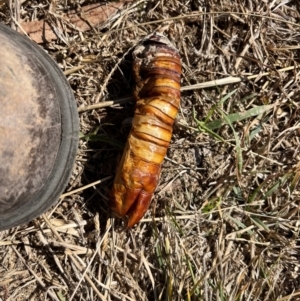 Hepialidae (family) IMMATURES at Ginninderry Conservation Corridor - 26 Apr 2024 12:05 PM