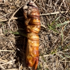 Hepialidae (family) IMMATURES at Ginninderry Conservation Corridor - 26 Apr 2024 12:05 PM