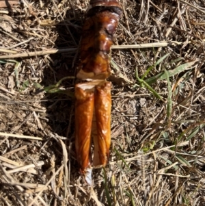 Hepialidae (family) IMMATURES at Ginninderry Conservation Corridor - 26 Apr 2024 12:05 PM