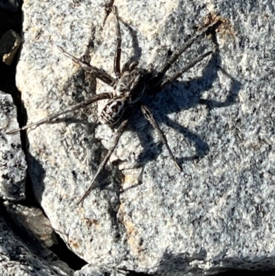 Tasmanicosa sp. (genus) (Tasmanicosa wolf spider) at Kosciuszko National Park - 25 Apr 2024 by AmyKL