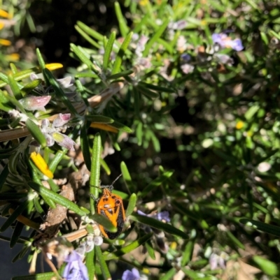 Agonoscelis rutila (Horehound bug) at Australian National University - 26 Apr 2024 by LouGaffey