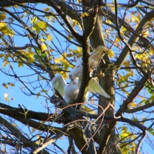 Cacatua sanguinea at Richardson, ACT - 26 Apr 2024