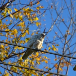 Cacatua sanguinea at Richardson, ACT - 26 Apr 2024