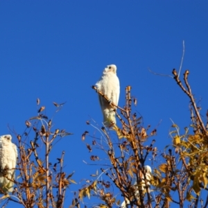 Cacatua sanguinea at Richardson, ACT - 26 Apr 2024