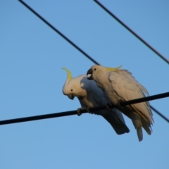 Cacatua galerita at Richardson, ACT - 24 Apr 2024