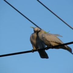 Cacatua galerita at Richardson, ACT - 24 Apr 2024 08:17 AM