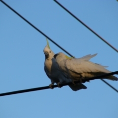 Cacatua galerita at Richardson, ACT - 24 Apr 2024