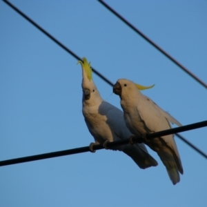 Cacatua galerita at Richardson, ACT - 24 Apr 2024 08:17 AM