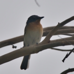 Myiagra rubecula (Leaden Flycatcher) at Wallum - 17 Mar 2024 by macmad