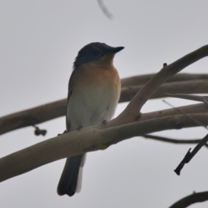 Myiagra rubecula at Wallum - 17 Mar 2024 10:26 AM