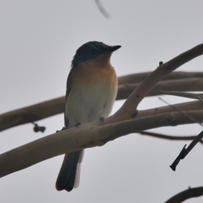 Myiagra rubecula (Leaden Flycatcher) at Wallum - 17 Mar 2024 by macmad