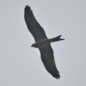 Milvus migrans at Brunswick Heads, NSW - 17 Mar 2024