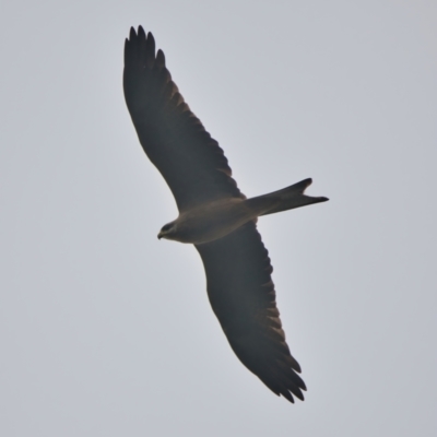 Milvus migrans (Black Kite) at Brunswick Heads, NSW - 17 Mar 2024 by macmad