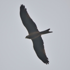 Unidentified Bird of prey at Brunswick Heads, NSW - 16 Mar 2024 by macmad