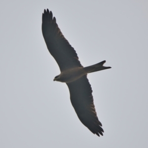 Milvus migrans (Black Kite) at Brunswick Heads, NSW by macmad