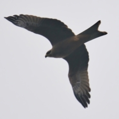 Milvus migrans at Brunswick Heads, NSW - 17 Mar 2024