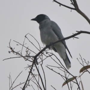 Coracina novaehollandiae at Wallum - 17 Mar 2024