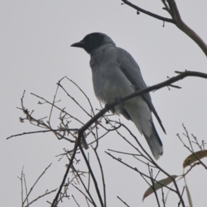 Coracina novaehollandiae at Wallum - 17 Mar 2024 10:36 AM
