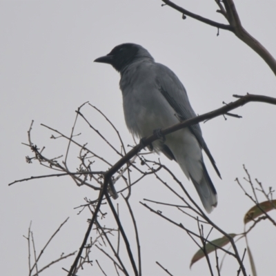 Coracina novaehollandiae (Black-faced Cuckooshrike) at Wallum - 17 Mar 2024 by macmad