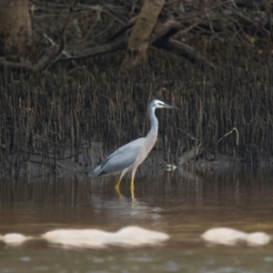 Egretta novaehollandiae at Brunswick Heads, NSW - 17 Mar 2024