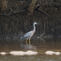 Egretta novaehollandiae (White-faced Heron) at Brunswick Heads, NSW - 17 Mar 2024 by macmad