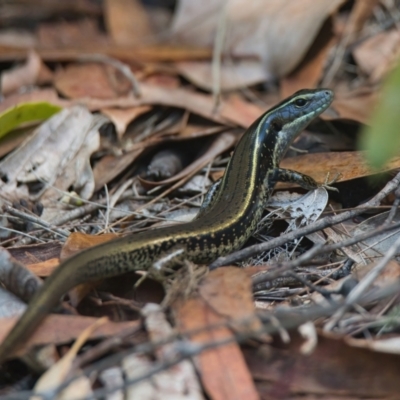 Eulamprus quoyii (Eastern Water Skink) at Brunswick Heads, NSW - 17 Mar 2024 by macmad