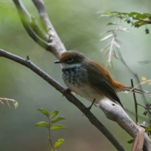 Rhipidura rufifrons at Wallum - 17 Mar 2024 01:47 PM