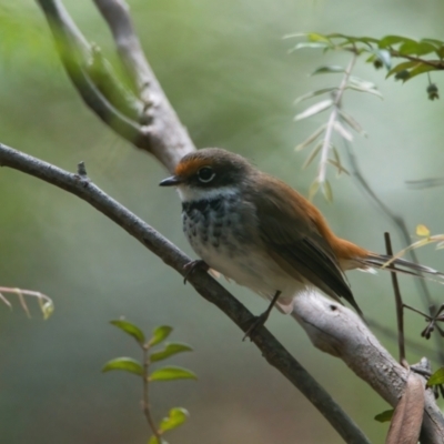 Rhipidura rufifrons (Rufous Fantail) at Wallum - 17 Mar 2024 by macmad