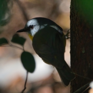 Eopsaltria australis at Brunswick Heads, NSW - 17 Mar 2024